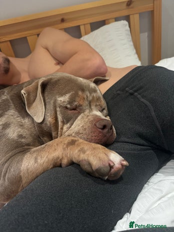 American Bully dogs - Advert 1