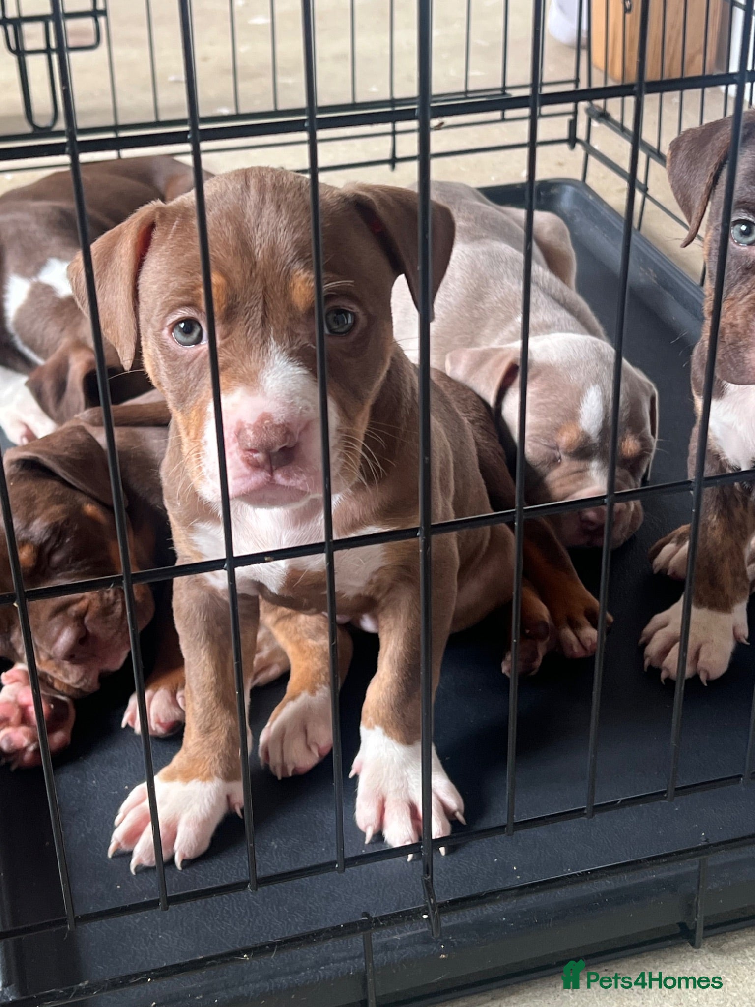 American Bully dogs American pocket bully  - Advert 1