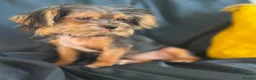 Yorkshire Terrier dogs for sale: Adorable Yorkie Puppies (carriers of Choco gene) - Advert 3
