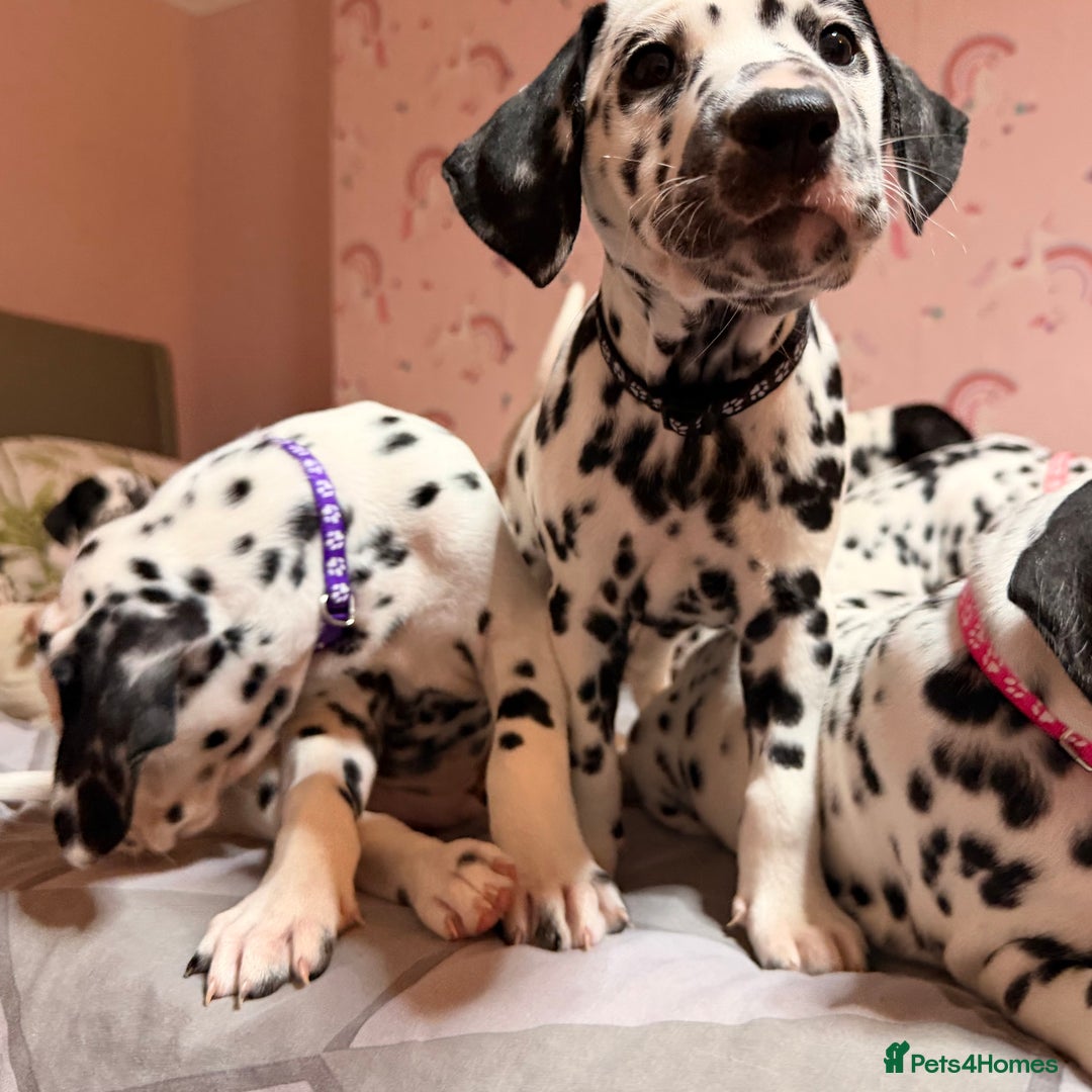 Dalmatian dogs for sale: 🐾 Beautiful Dalmatian Puppies 🐶  - Advert 24