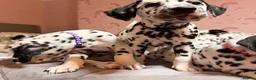 Dalmatian dogs for sale: 🐾Our Last Boy looking for forever home 🐶 💙 - Advert 22