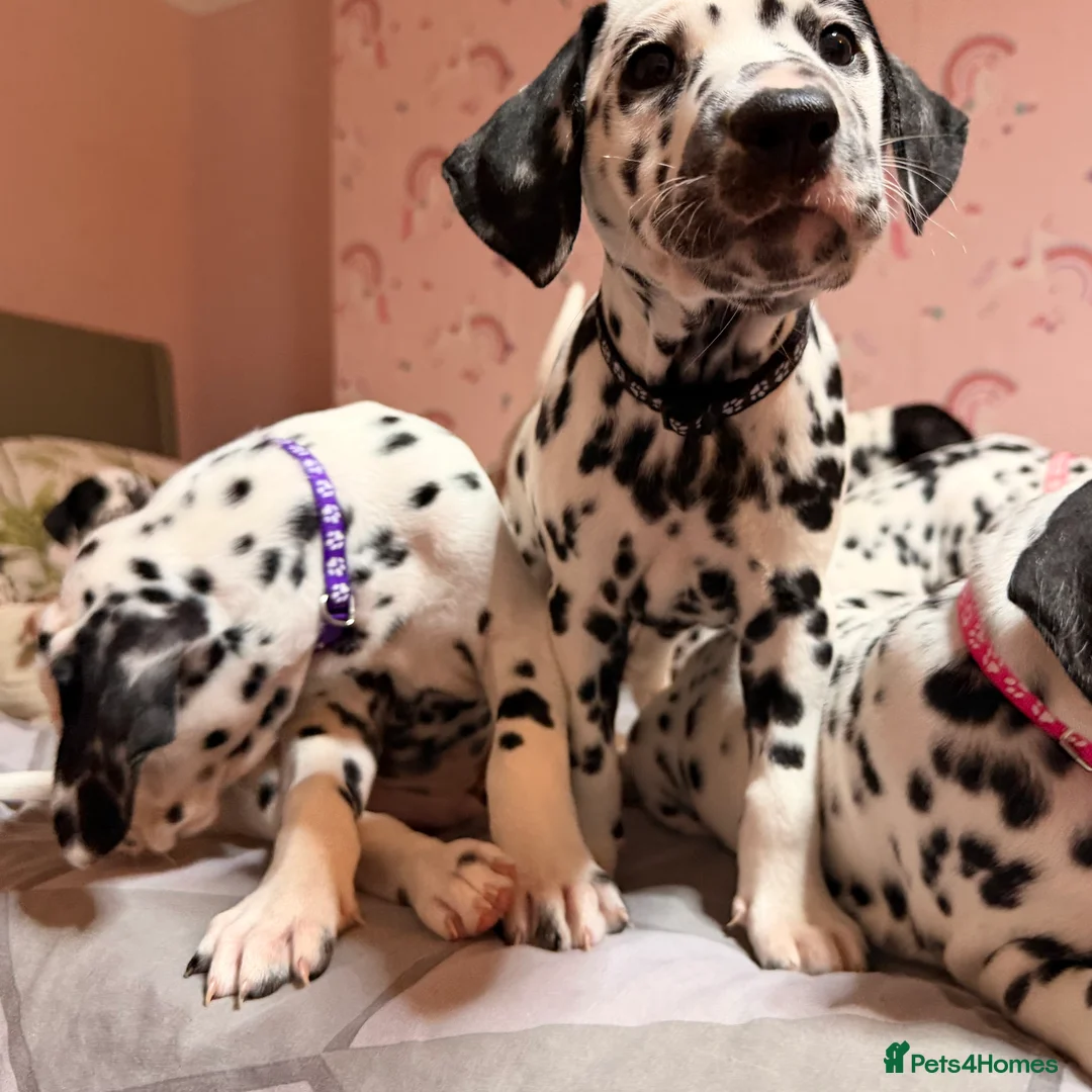 Dalmatian dogs for sale: 🐾Our Last Boy looking for forever home 🐶 💙 - Advert 22
