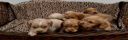 Cocker Spaniel dogs for sale: Lemon And Red Cocker Spaniel Pups in Fordingbridge - Advert 5