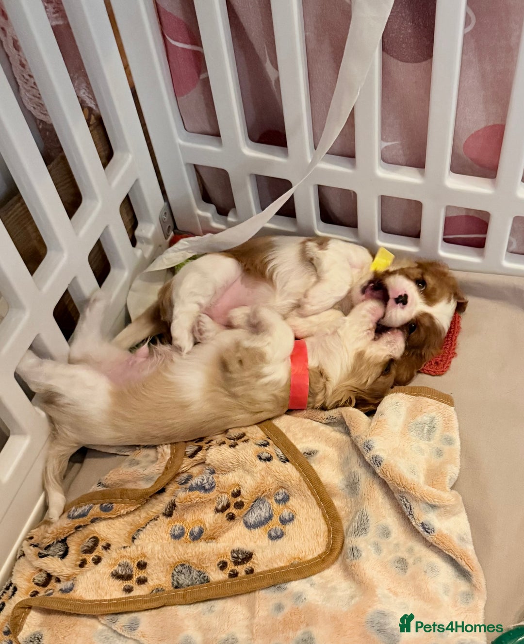 Cavalier King Charles Spaniel dogs for sale: 1 Adorable Cavalier King Charles Puppy for sale - Image 6