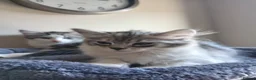 Mixed Breed cats for sale: Mixed race norwigen forest kittens!  - Advert 3