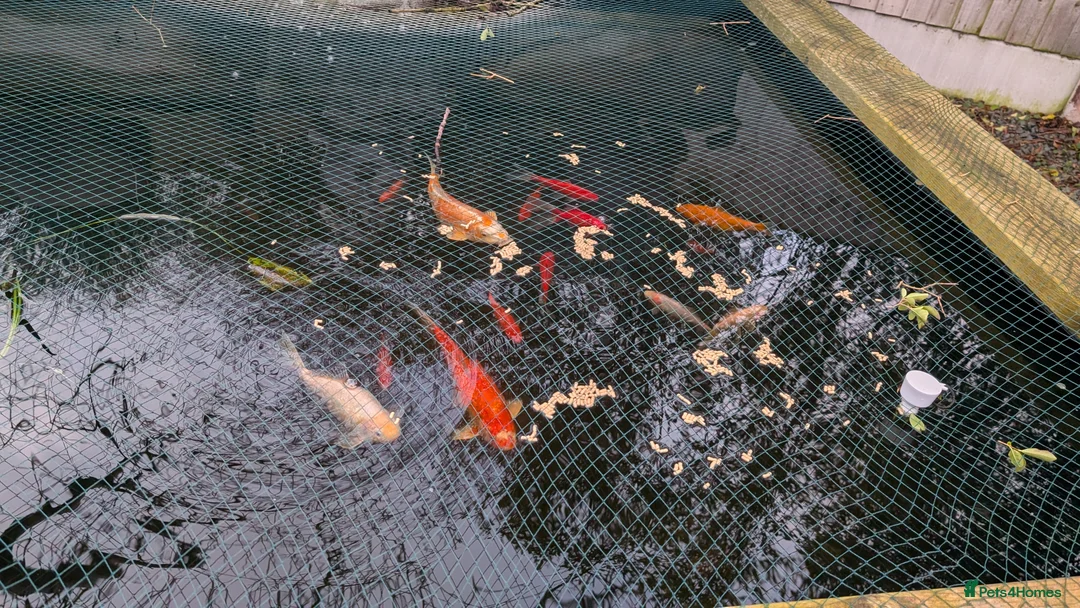 Koi Carp fish for sale: Koi & Goldfish - Advert 1