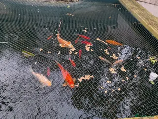 Koi Carp fish Koi & Goldfish - Advert 1