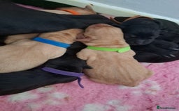 Labrador Retriever dogs for sale: Stunning Pure Labrador retriever puppies - Image 15