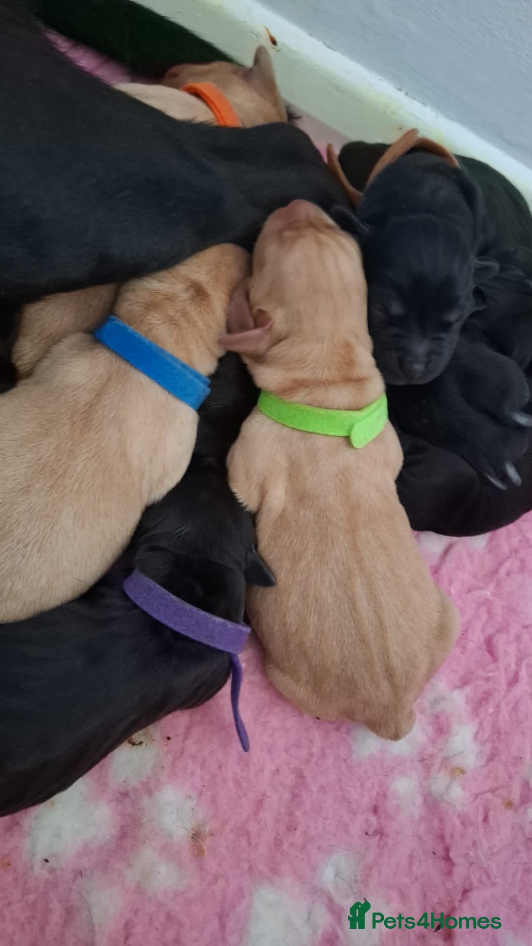 Labrador Retriever dogs for sale: Stunning Pure Labrador retriever puppies - Image 15