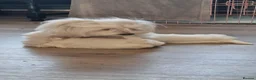 Maltese dogs for sale: Pure Maltese two  girls  ready now in North Shields - Advert 11