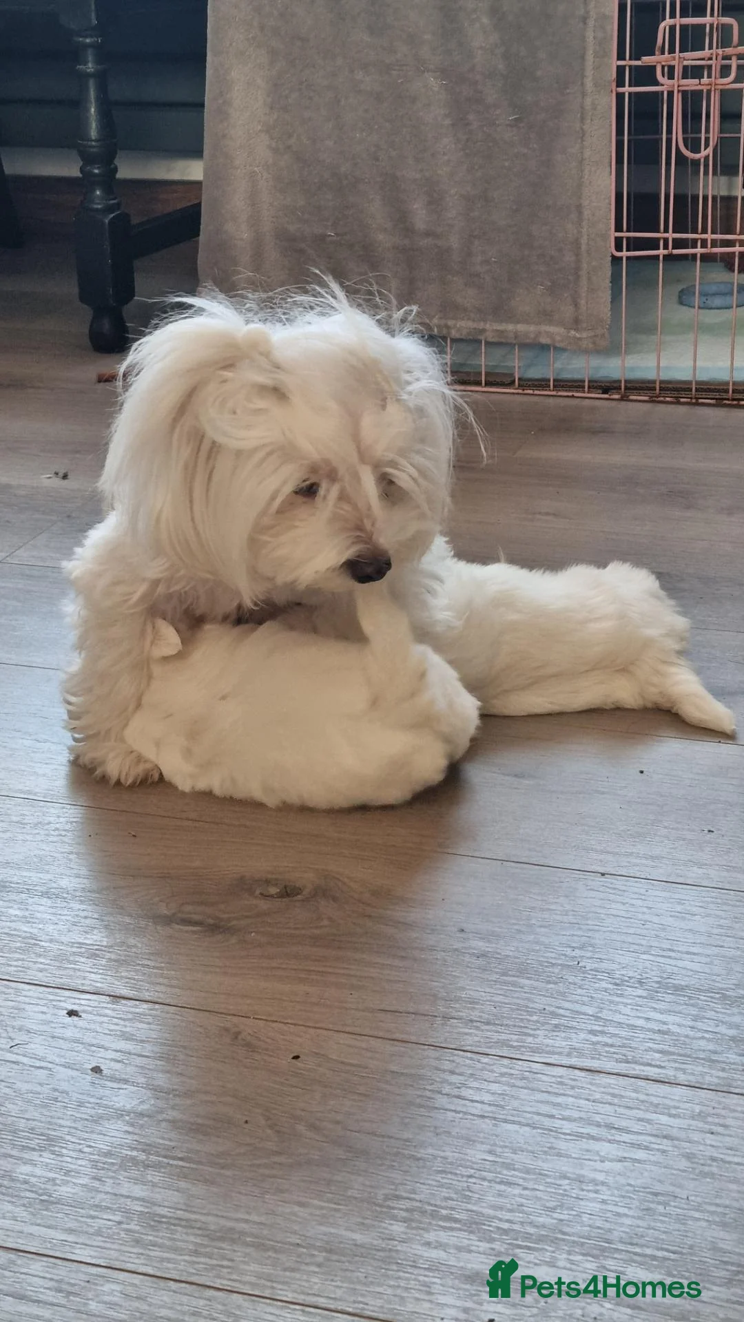Maltese dogs for sale: Pure Maltese two  girls  ready now in North Shields - Advert 11