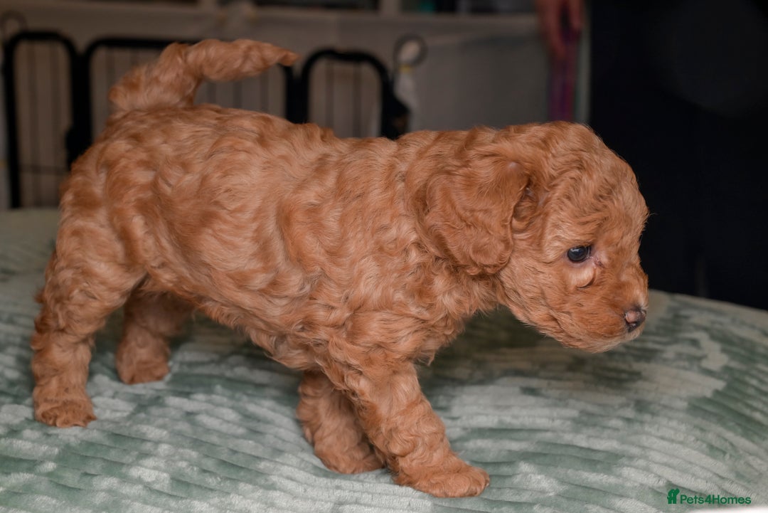 Poochon dogs for sale: Beautiful Red Poochon Puppies – Family Home Raised - Advert 13