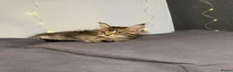 Maine Coon cats for sale: Georgeous Maine Coon kittens  - Advert 11