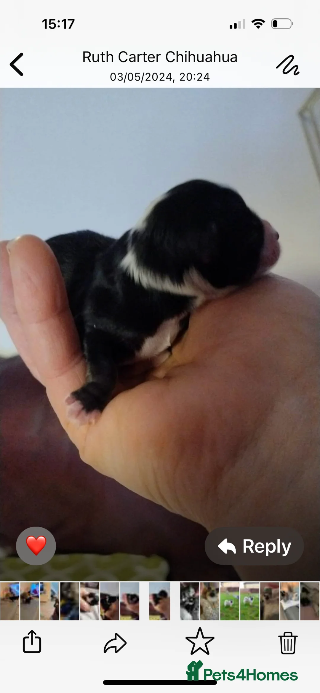 Pomeranian dogs for stud: 2kg, KC Registered, Proven, Pomeranian  in Cardiff - Advert 39