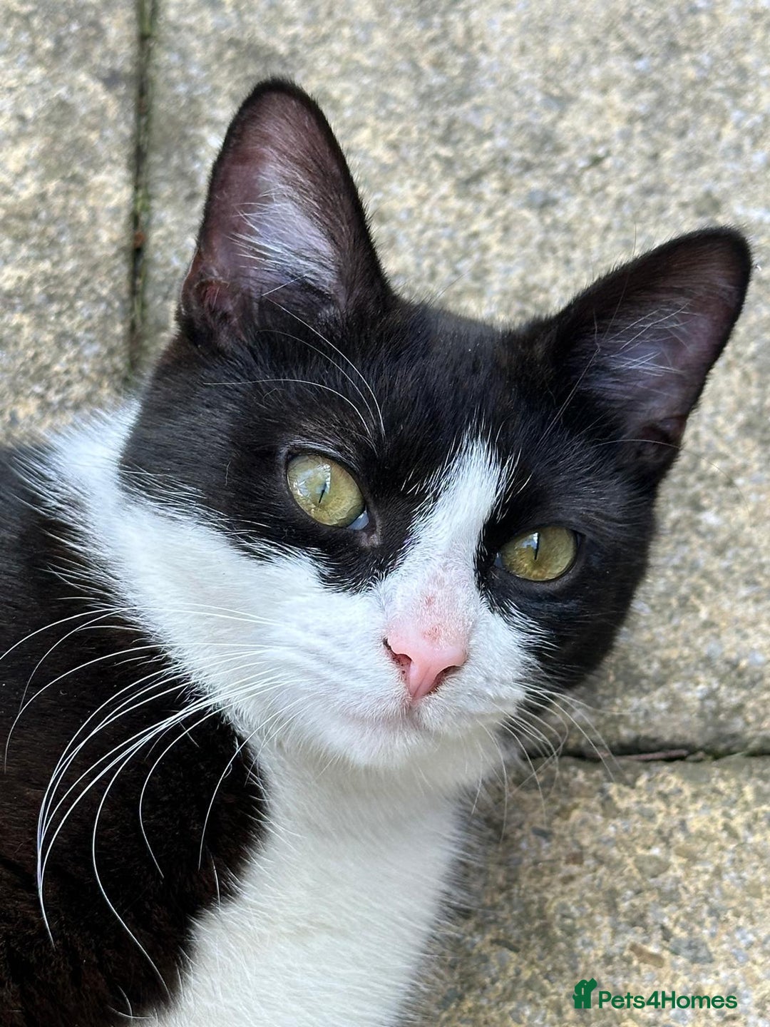 Domestic Shorthair cats for sale: Black & white short hair cat - Advert 3