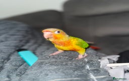 Conures birds for sale: Hand rear baby conures  - Image 4