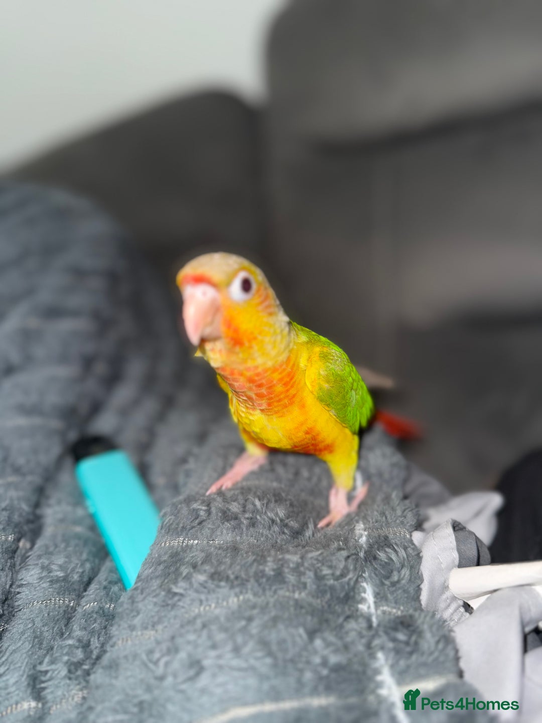 Conures birds for sale: Hand rear baby conures  - Image 4