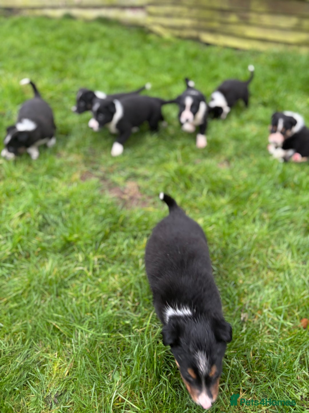 Border Collie dogs for sale: Collie puppies - Advert 7