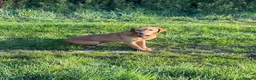 Labrador Retriever dogs for sale: Beautiful Lab Puppy - Advert 3