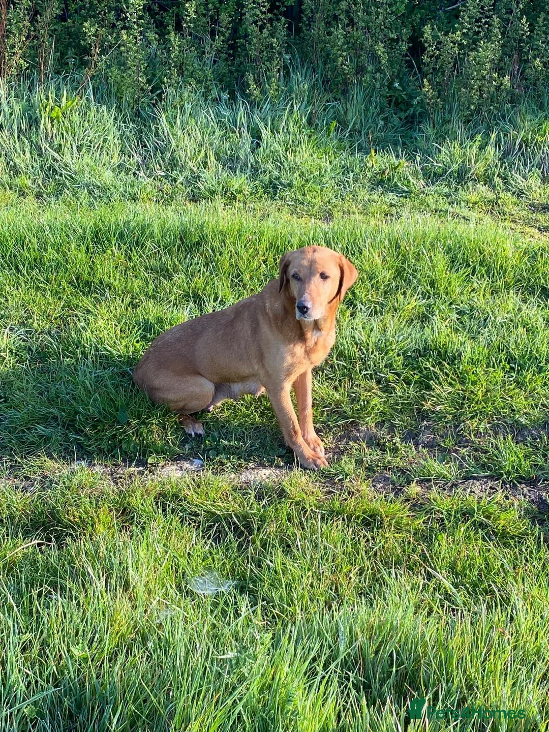Labrador Retriever dogs for sale: Beautiful Lab Puppy - Advert 3