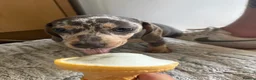 Dachshund dogs for sale: Daphine in Havant - Advert 4