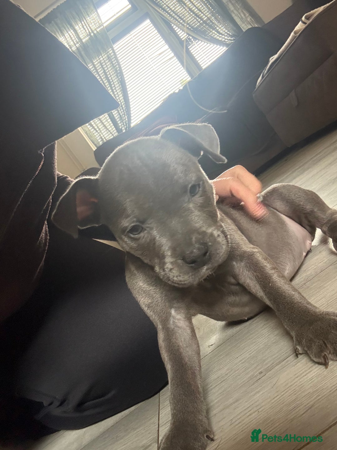 Staffordshire Bull Terrier dogs for sale: Blue Staffordshire bull terrier pups  - Image 23