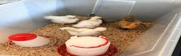 Chickens poultry for sale: Silkies & polish chicks  - Advert 1