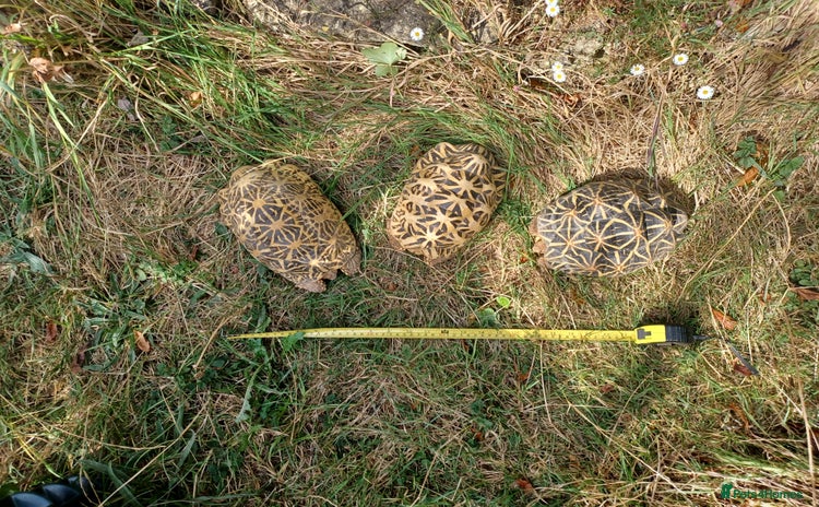 Tortoise reptiles for sale - Advert 2