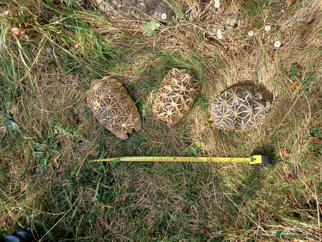 Tortoise reptiles for sale: INDIAN STAR TORTOISES choice of 3 breeding adults - Image 1
