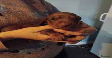 Miniature Dachshund dogs Miniature dashchund  - Advert 1