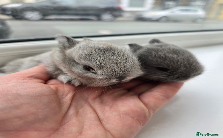 Netherland Dwarf rabbits - Advert 4
