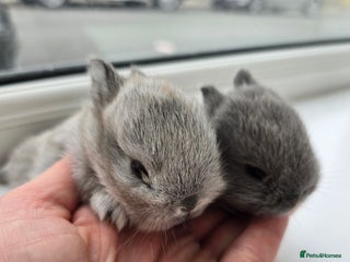 Netherland Dwarf rabbits - Advert 34