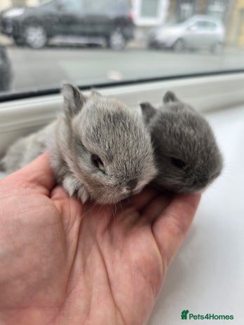Netherland Dwarf rabbits - Advert 4
