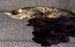 British Longhair cats for sale: FREE: re-home tortoise shell and tabby  - Image 7