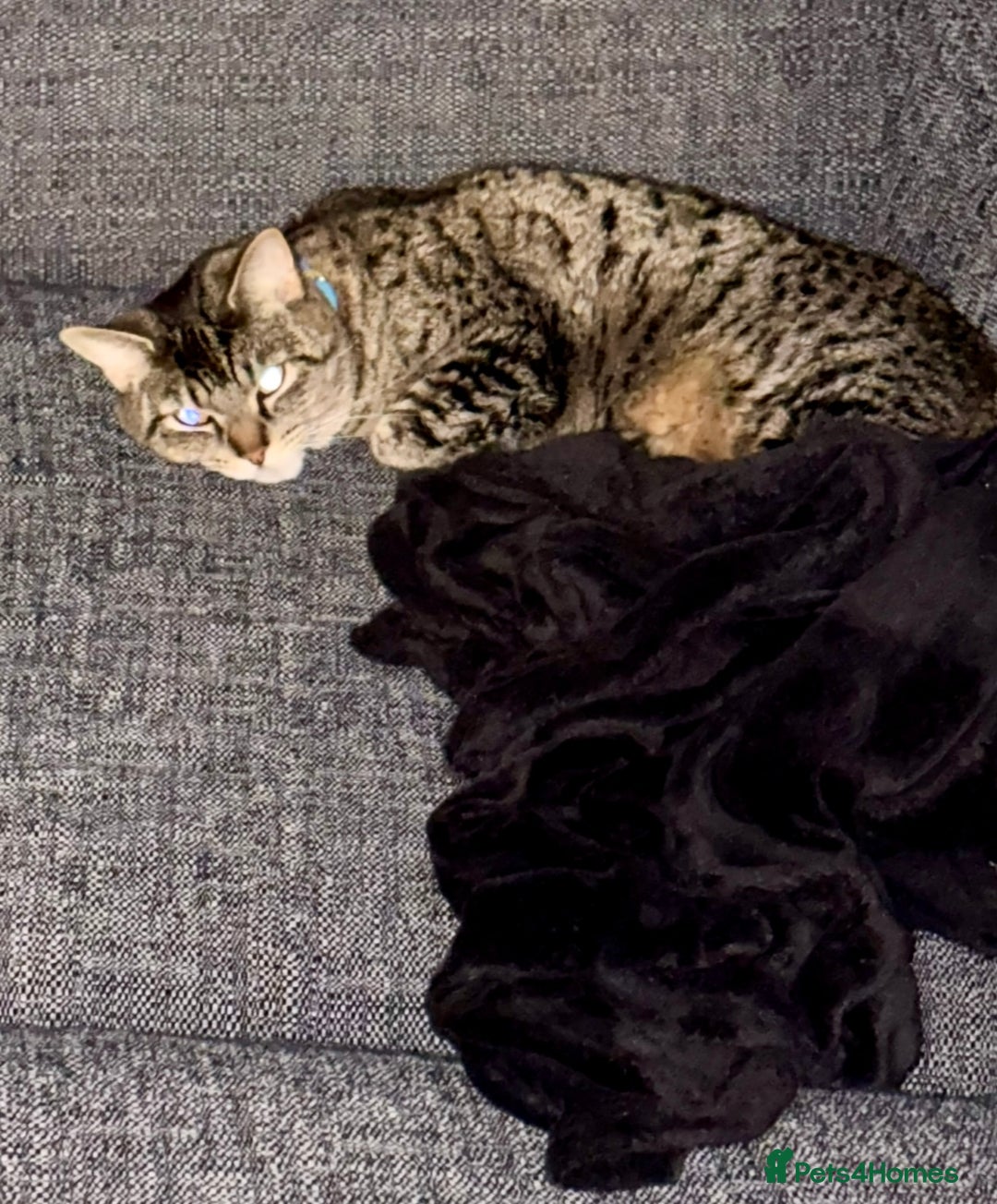 British Longhair cats for sale: FREE: re-home tortoise shell and tabby  - Image 7
