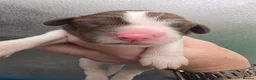 English Springer Spaniel dogs for sale: ⭐️ KC Home Reared Tested Springer Pups ⭐️ - Advert 25