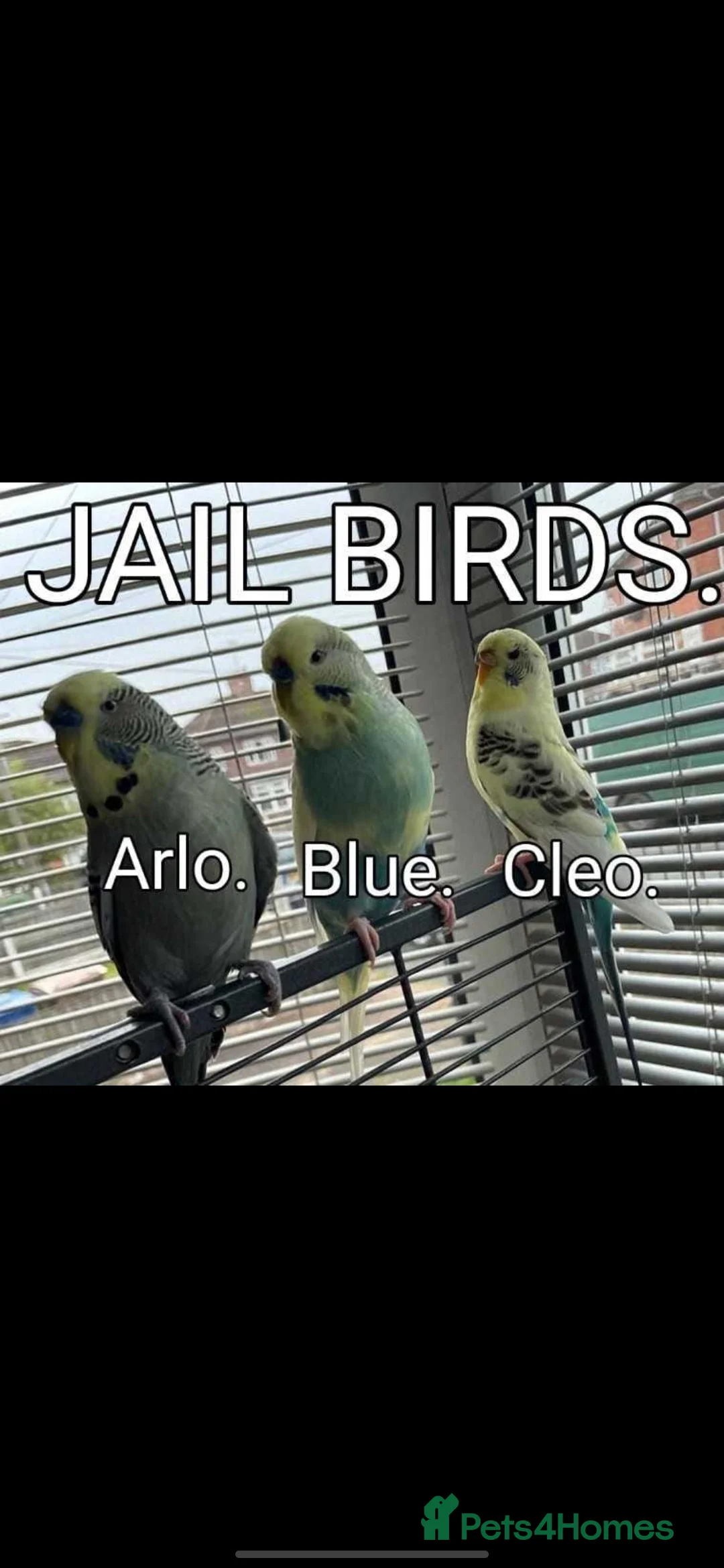 Budgerigars birds for sale: Bugies and cage - Advert 1