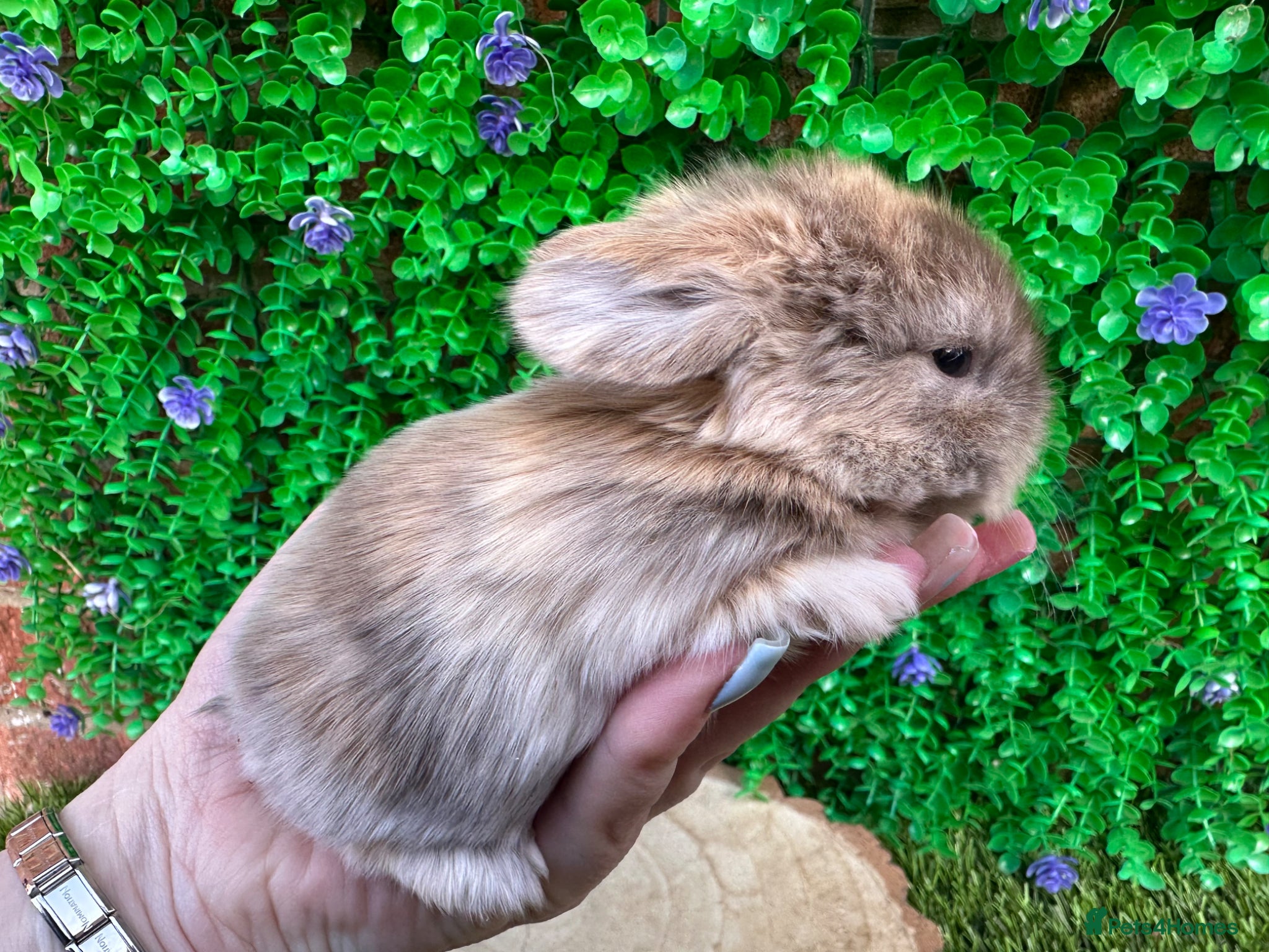 Mini Lop rabbits Stunning purebred mini lops  - Advert 2