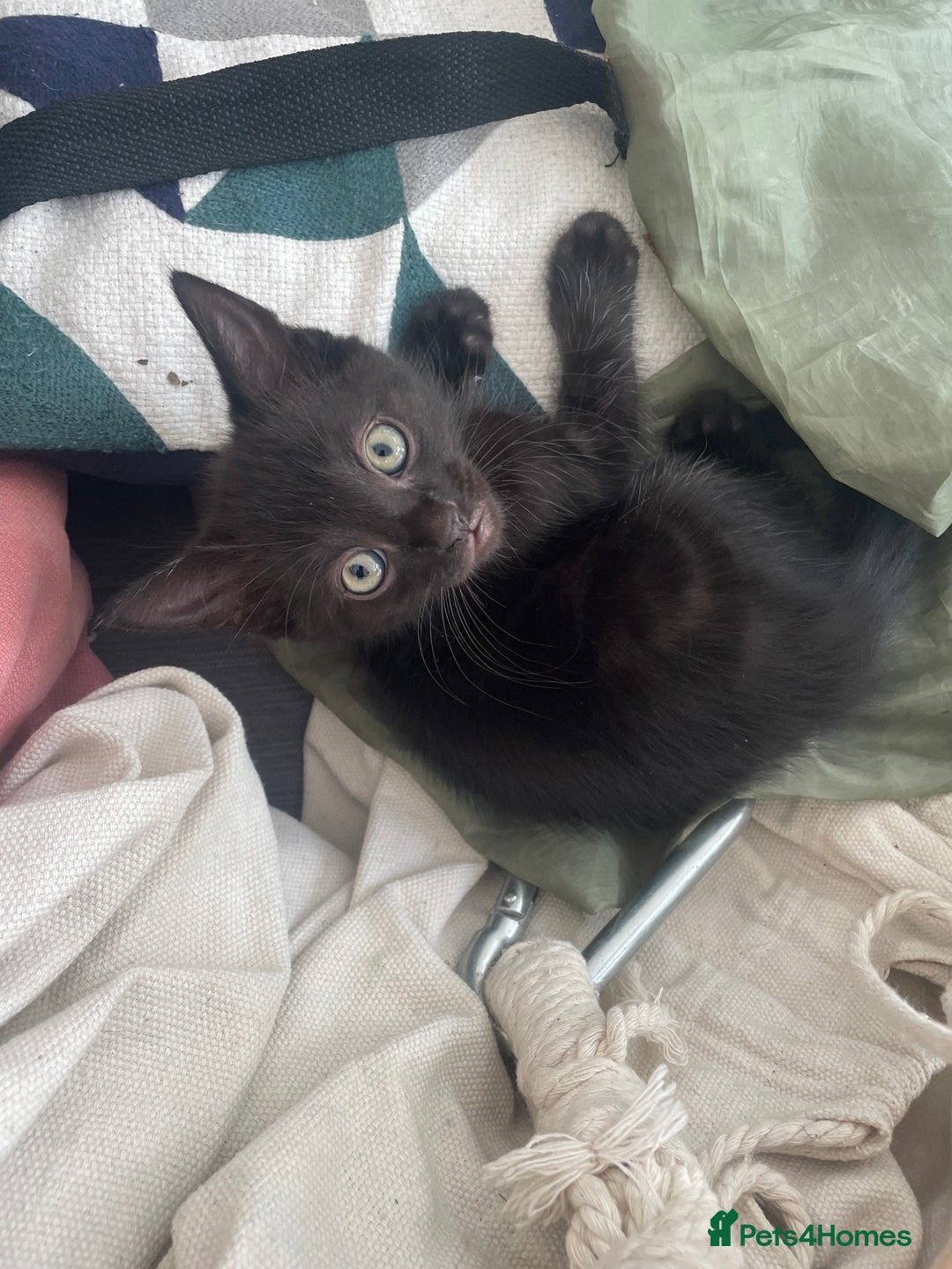 Mixed Breed cats for sale:  Adorable Kittens Ready for Their Forever Homes!  - Image 10