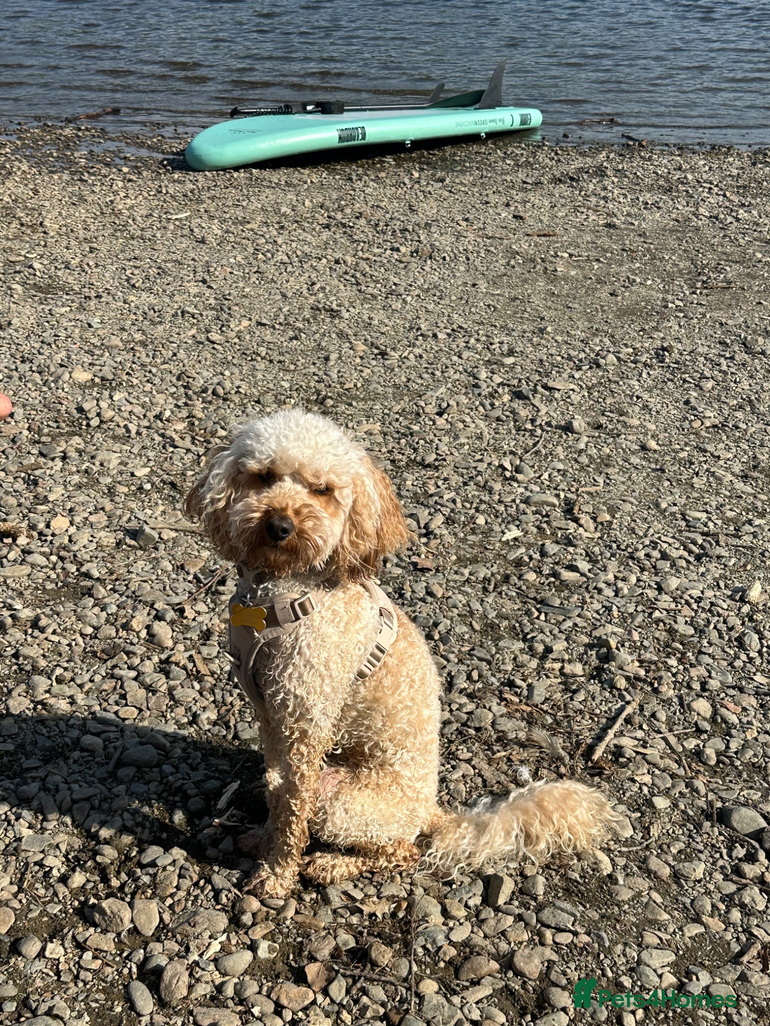 Cockapoo dogs Cockapoo Puppy 13 months - Advert 9
