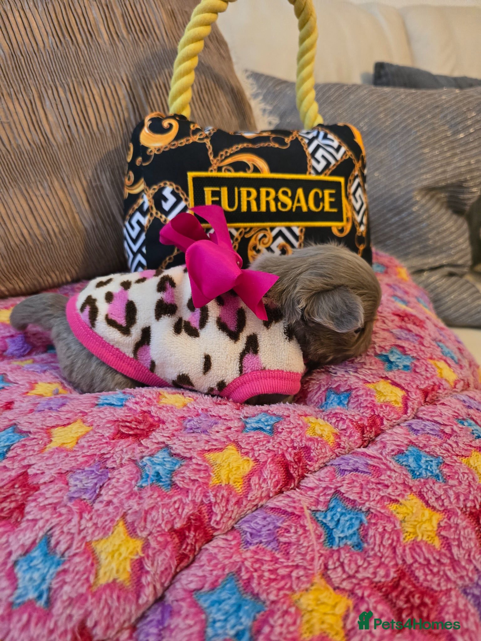 Chihuahua dogs for sale: Xx stunning kc chihuahua longcoat puppies Xx - Advert 25