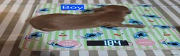 Cavapoochon dogs for sale: Beautiful F1B Toy Cavapoochon Puppies - Advert 2