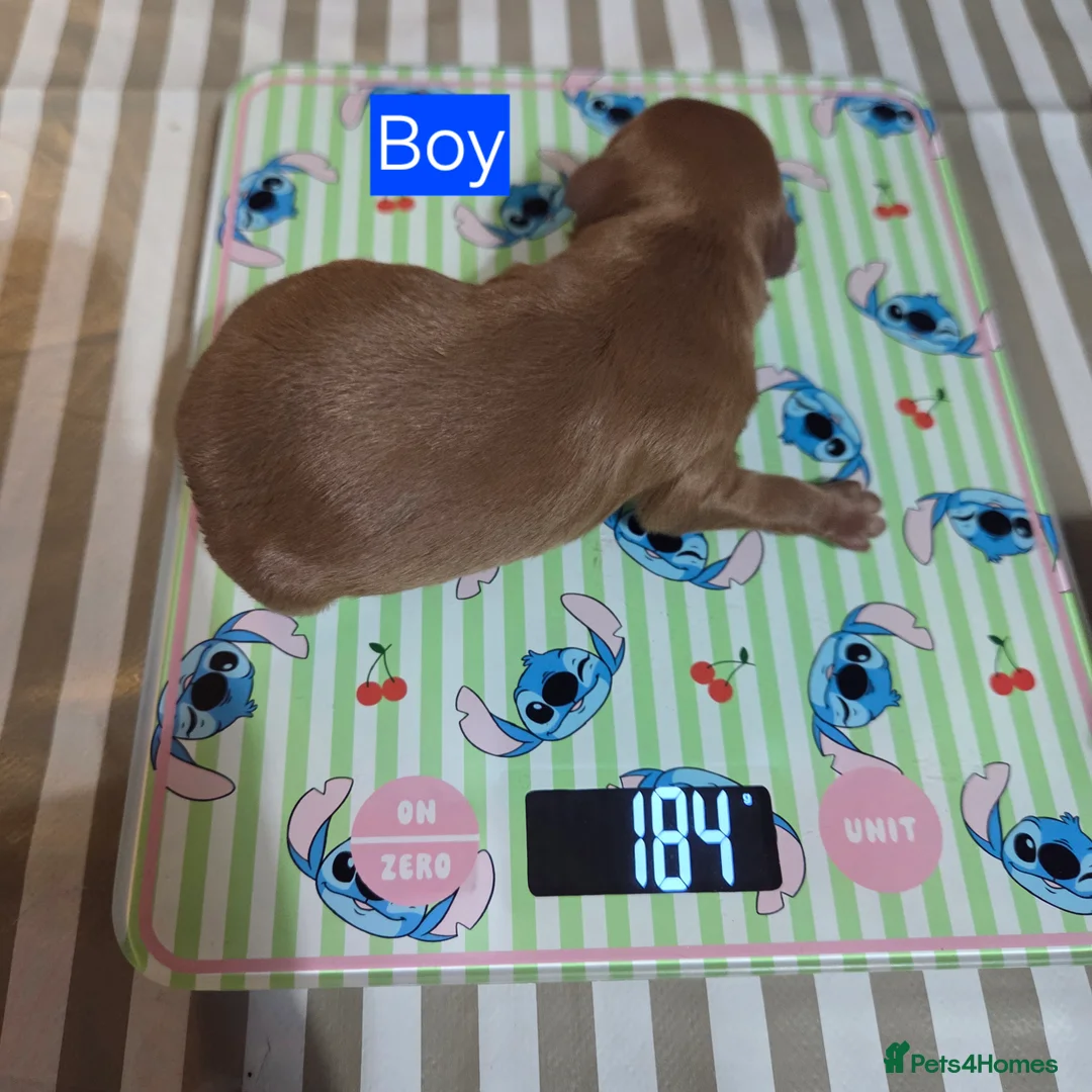 Cavapoochon dogs for sale: Beautiful F1B Toy Cavapoochon Puppies - Advert 2