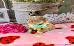 Chihuahua dogs for sale: 💜🤎 Exotic KC LC chihuahuas 🤎💜 - Image 7