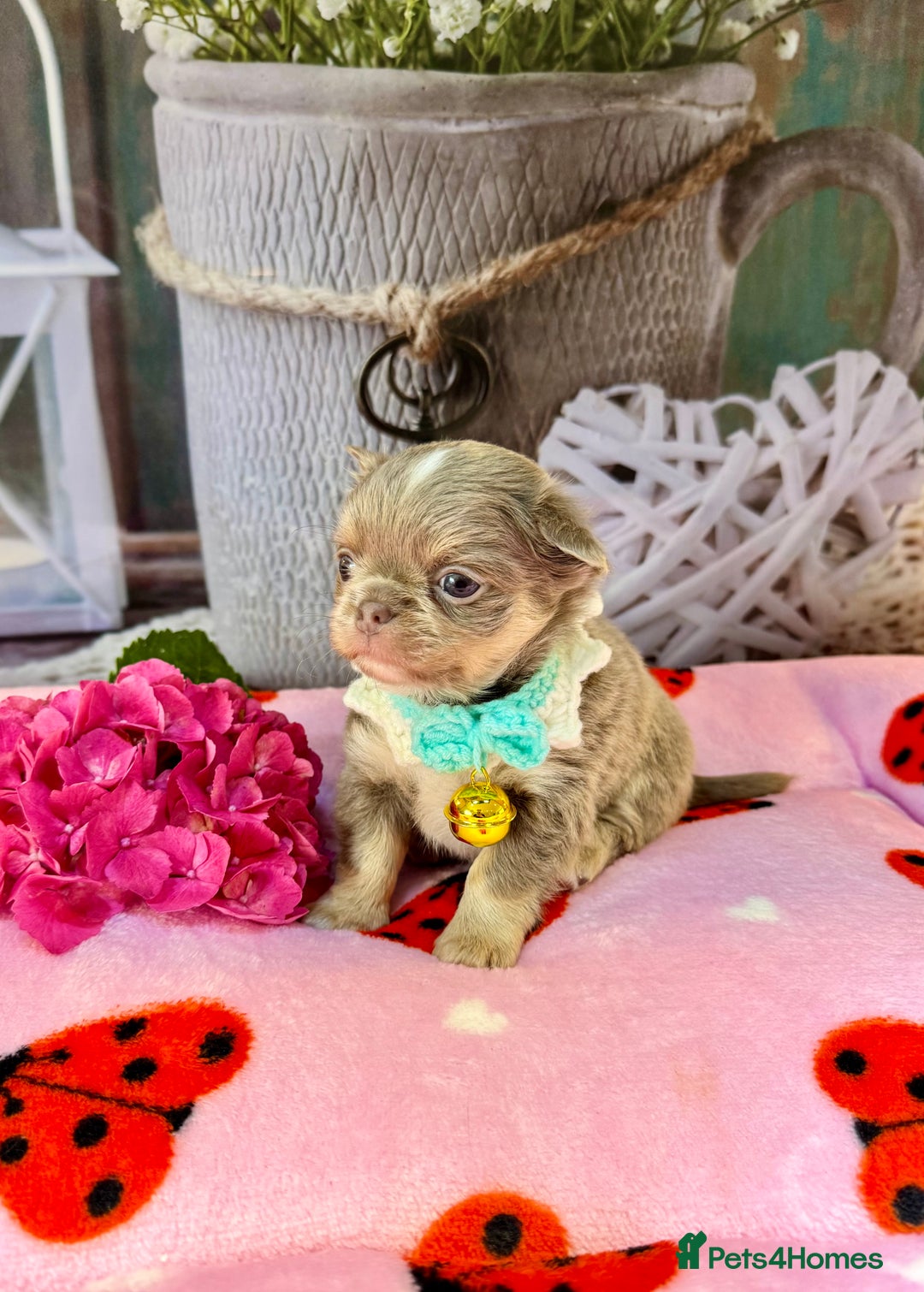 Chihuahua dogs for sale: 💜🤎 Exotic KC LC chihuahuas 🤎💜 - Image 7