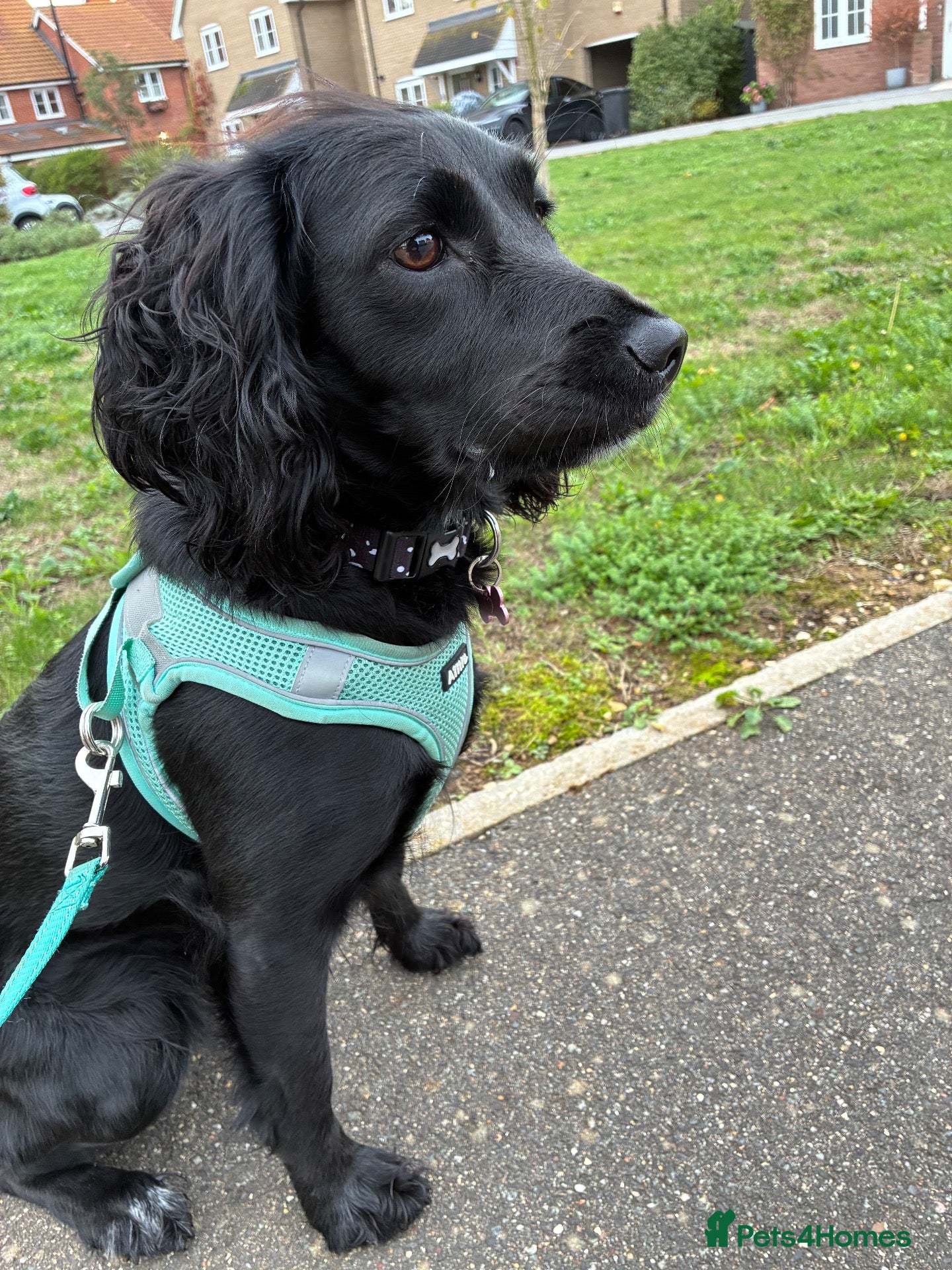 Cockapoo dogs for sale: The Gorgeous Nellie 🐕‍🦺 - Advert 2