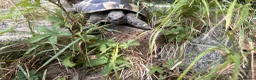 Hermann Tortoise reptiles for sale: Meet Fernandinon Male age 12 Hermann tortoise  - Advert 3