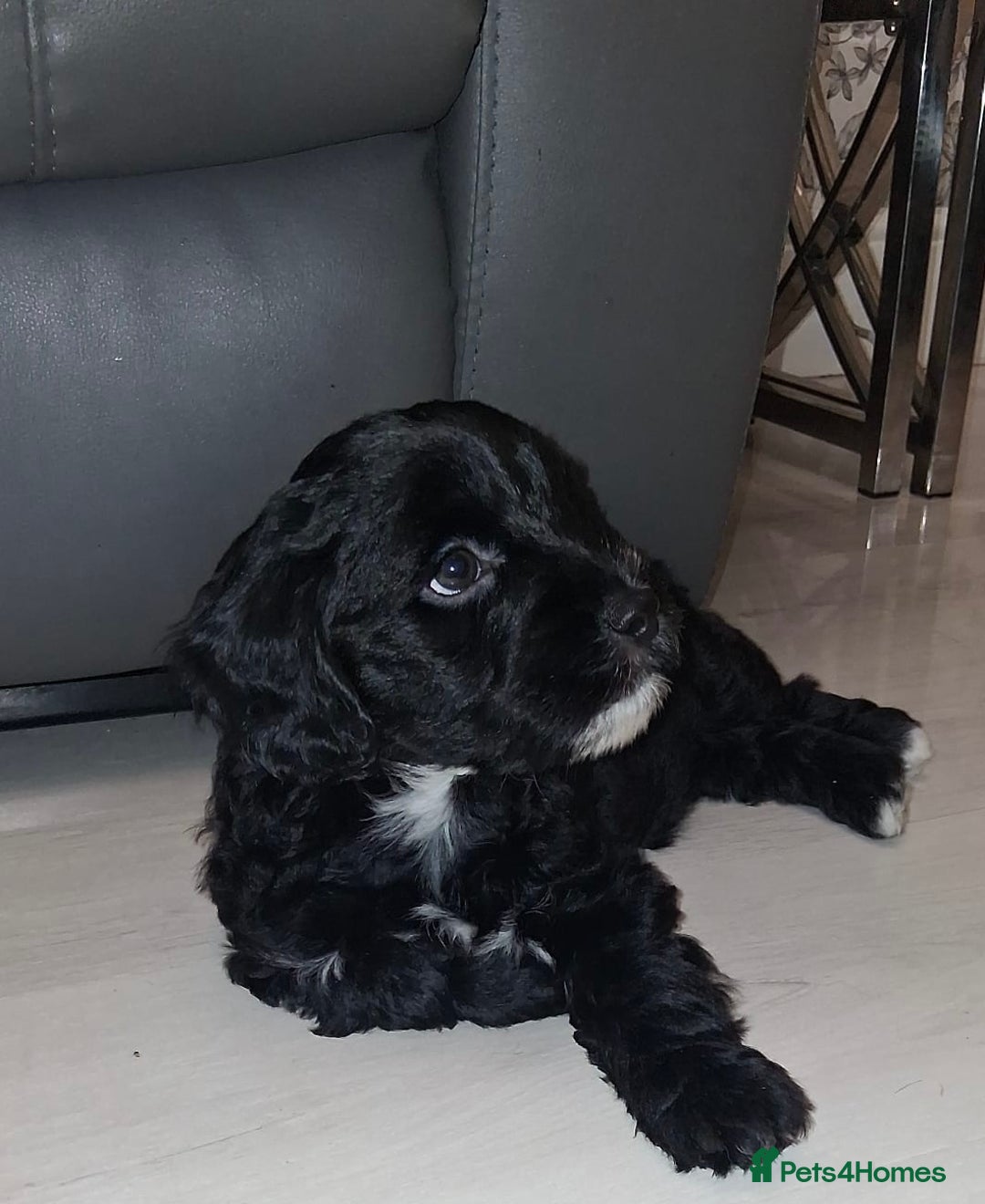 Mixed Breed dogs for sale: ‼️REDUCED 2 BEAUTIFUL YORKIPOO BOY READY NOW‼️  - Advert 1
