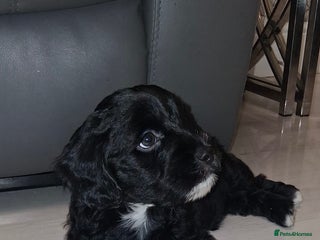 Mixed Breed dogs ‼️REDUCED 1 BEAUTIFUL YORKIPOO BOY READY NOW‼️ - Advert 11