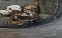 Dachshund dogs for sale: Needs rehoming ASAP - Image 9